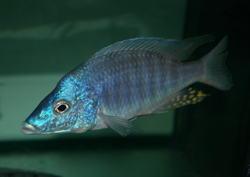 Aulonocara rostratum